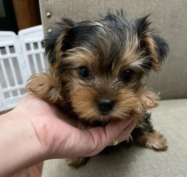 Early Training Started