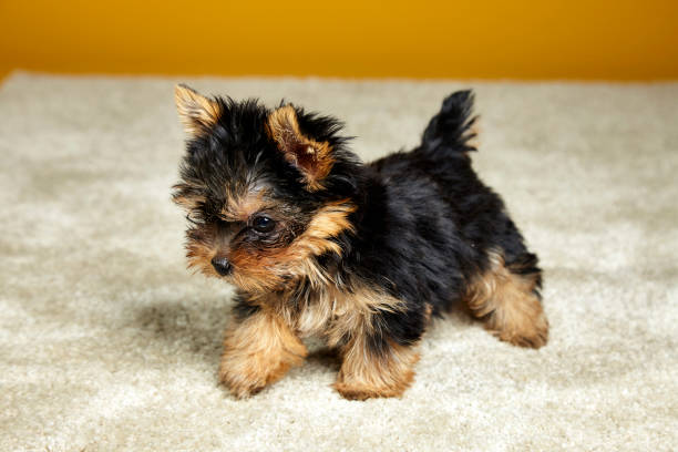 JACK the Yorkie