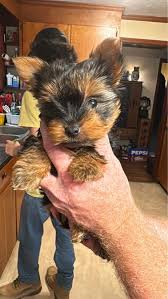 Healthy Happy Puppies